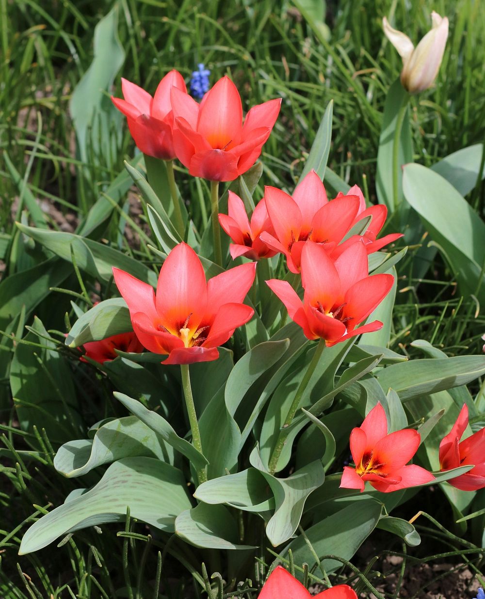 Cultivated red tulips in Vinnytsia, Ukraine. Original public domain image from Wikimedia Commons