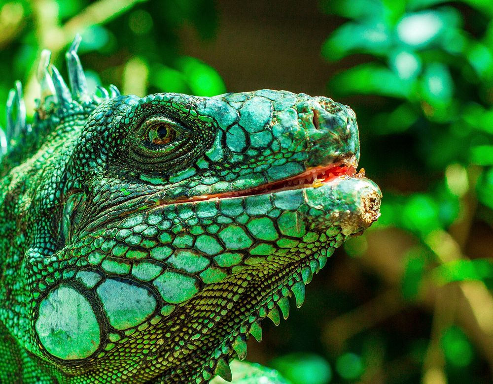 Green Iguana iguana head. Original public domain image from Wikimedia Commons