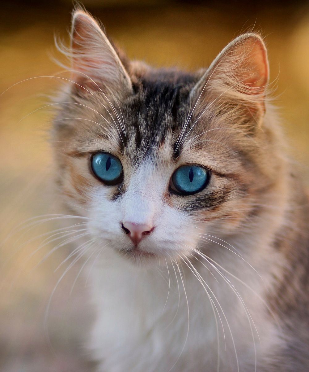 Tabby cat with blue eyes. Original public domain image from Wikimedia Commons