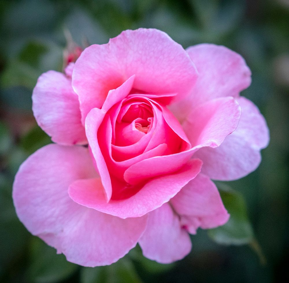 Pink rose. Original public domain image from Wikimedia Commons