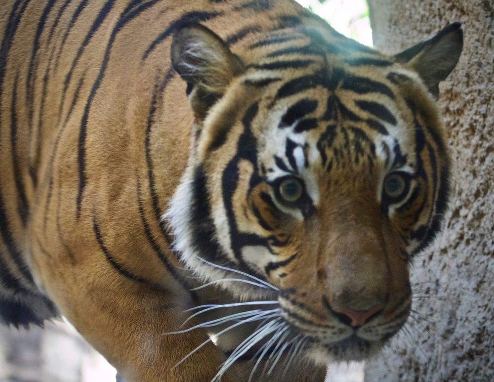 Tiger at San Diego Zoo. Original public domain image from Wikimedia Commons