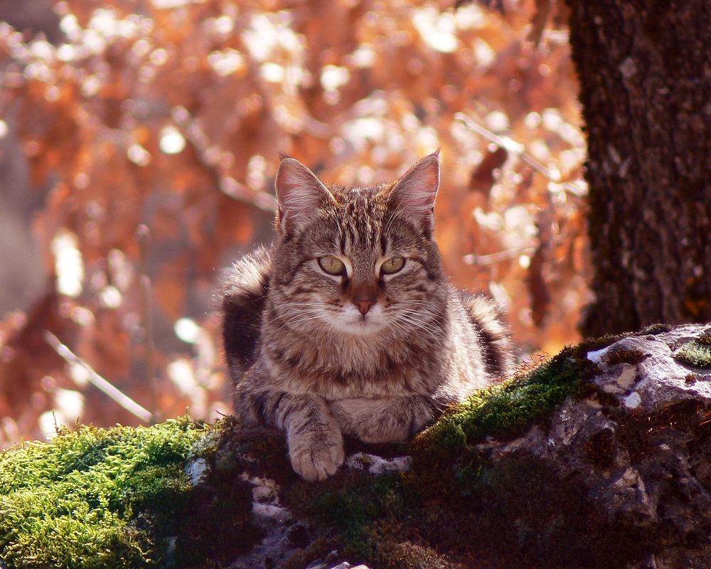 Brown tabby cat. Original image from Wikimedia Commons