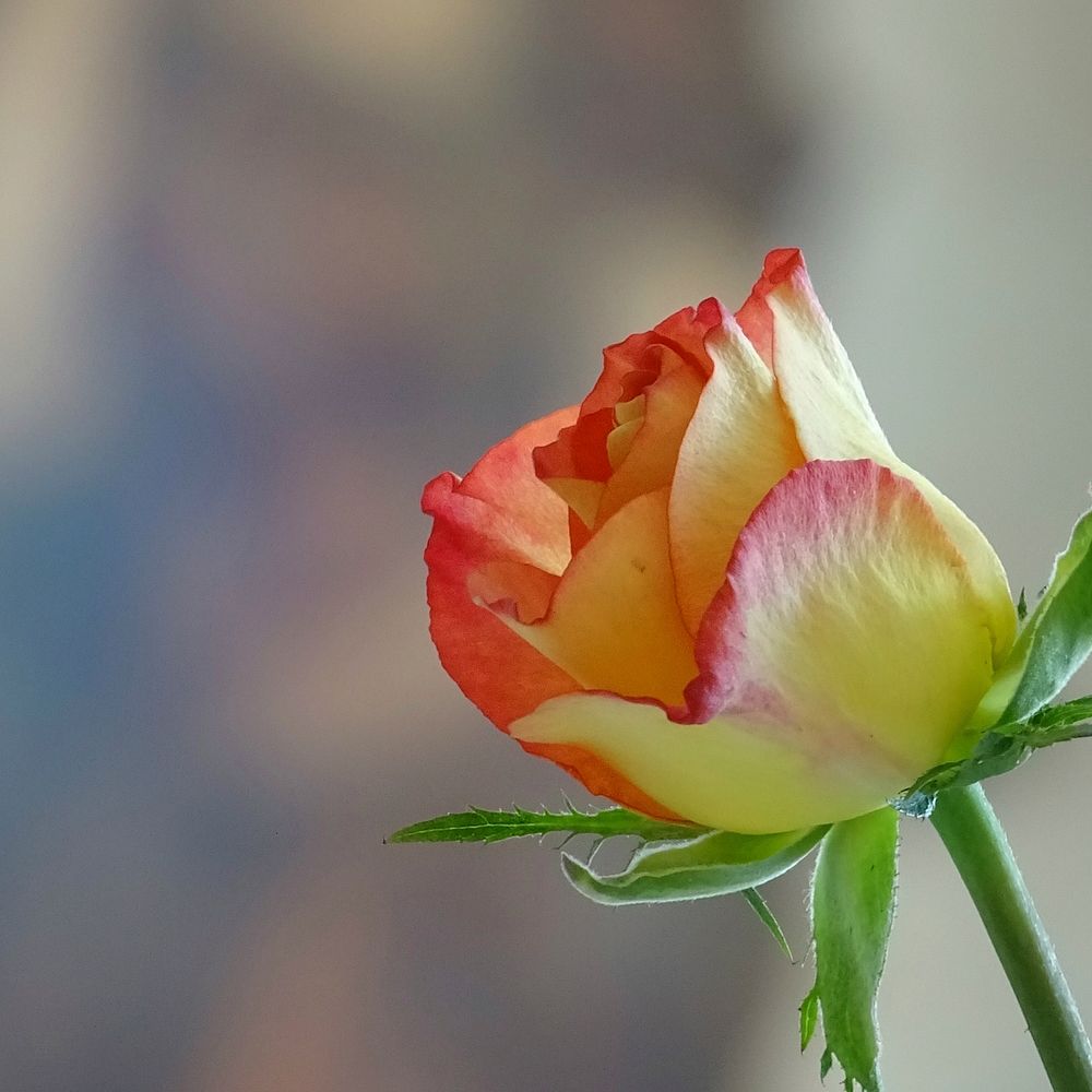 A Rose Is Still A Rose. Original public domain image from Wikimedia Commons