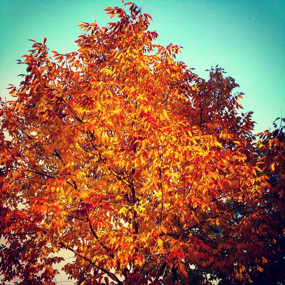 last rays of the sun hit the leaves on the tree. Original public domain image from Wikimedia Commons