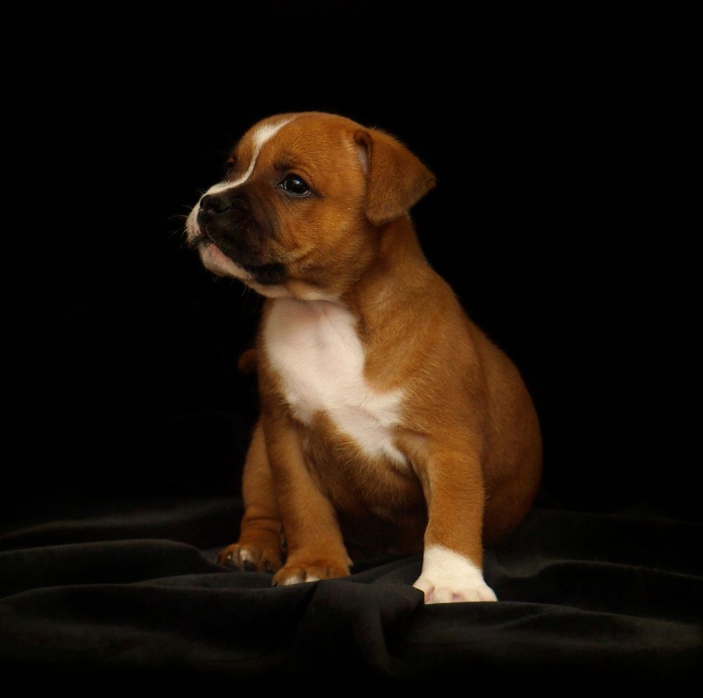 Staffordshire Bull Terrier puppy, red color with white markings, sitting posed. Original public domain image from Wikimedia…