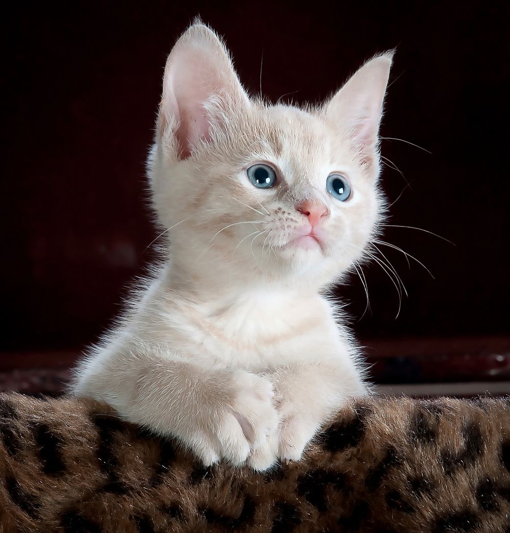 Kitten looking away. Original public domain image from Wikimedia Commons