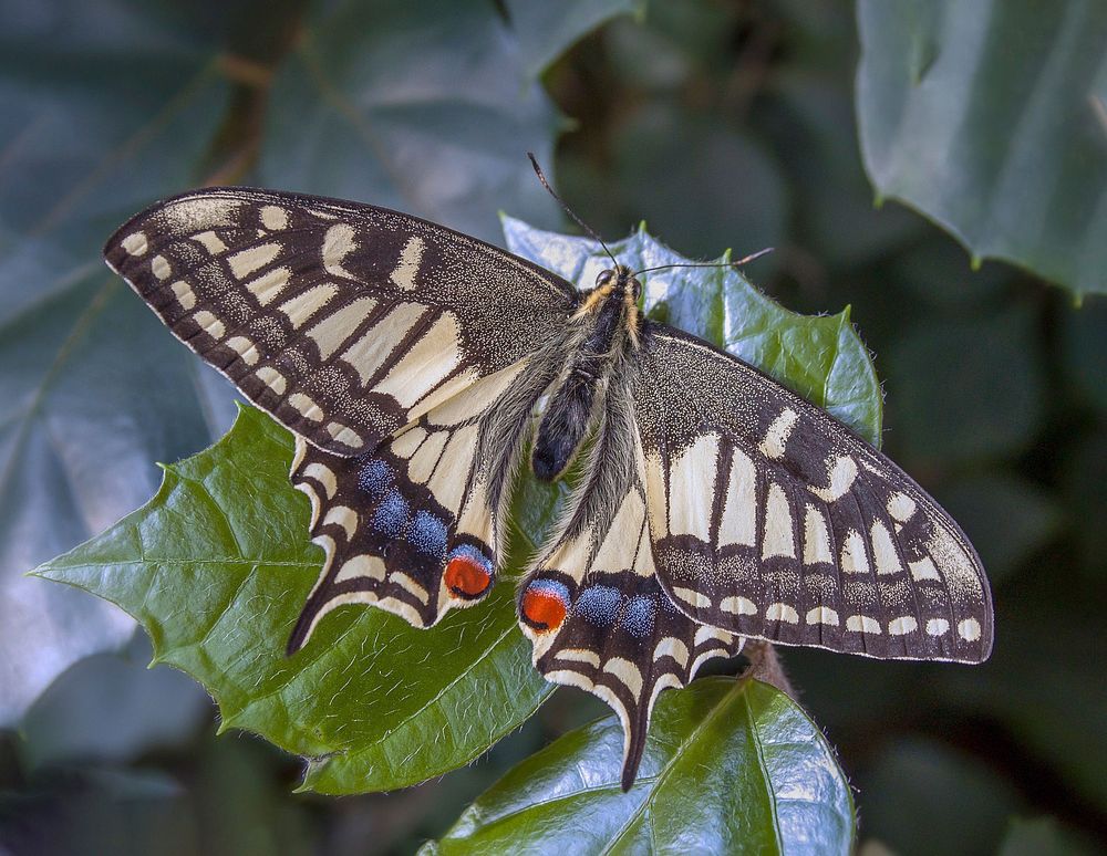 Butterfly. Original public domain image from Wikimedia Commons