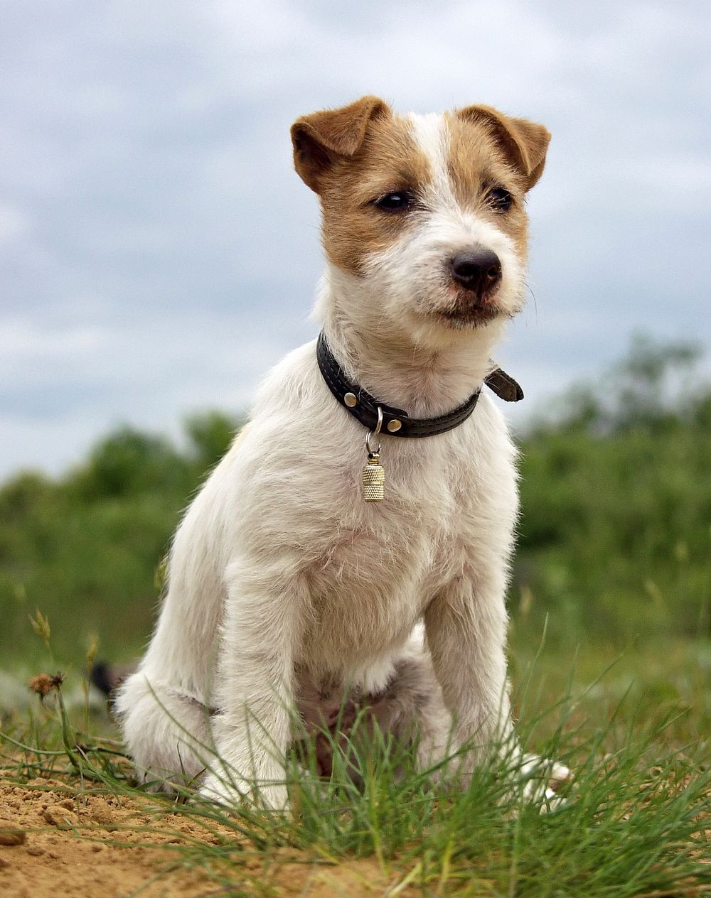 Puppy of Jack Russell Terrier. Original public domain image from Wikimedia Commons