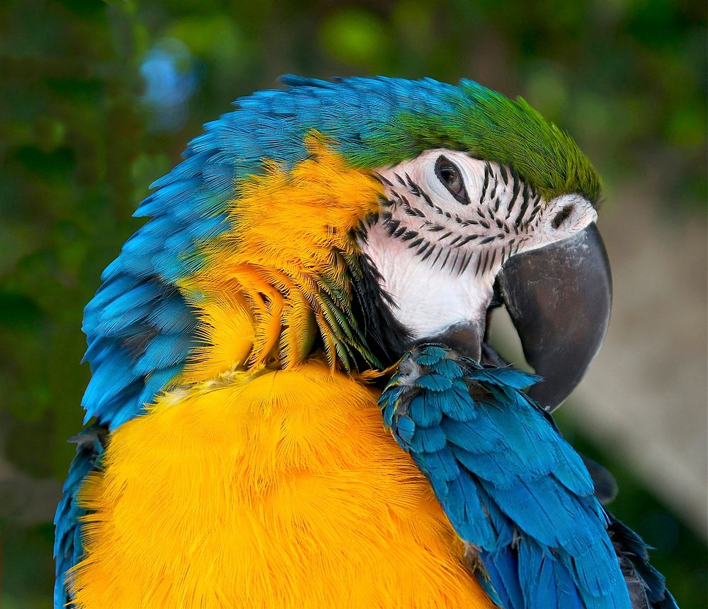 Head of an Ara ararauna, blue and yellow parrot. Original public domain image from Wikimedia Commons