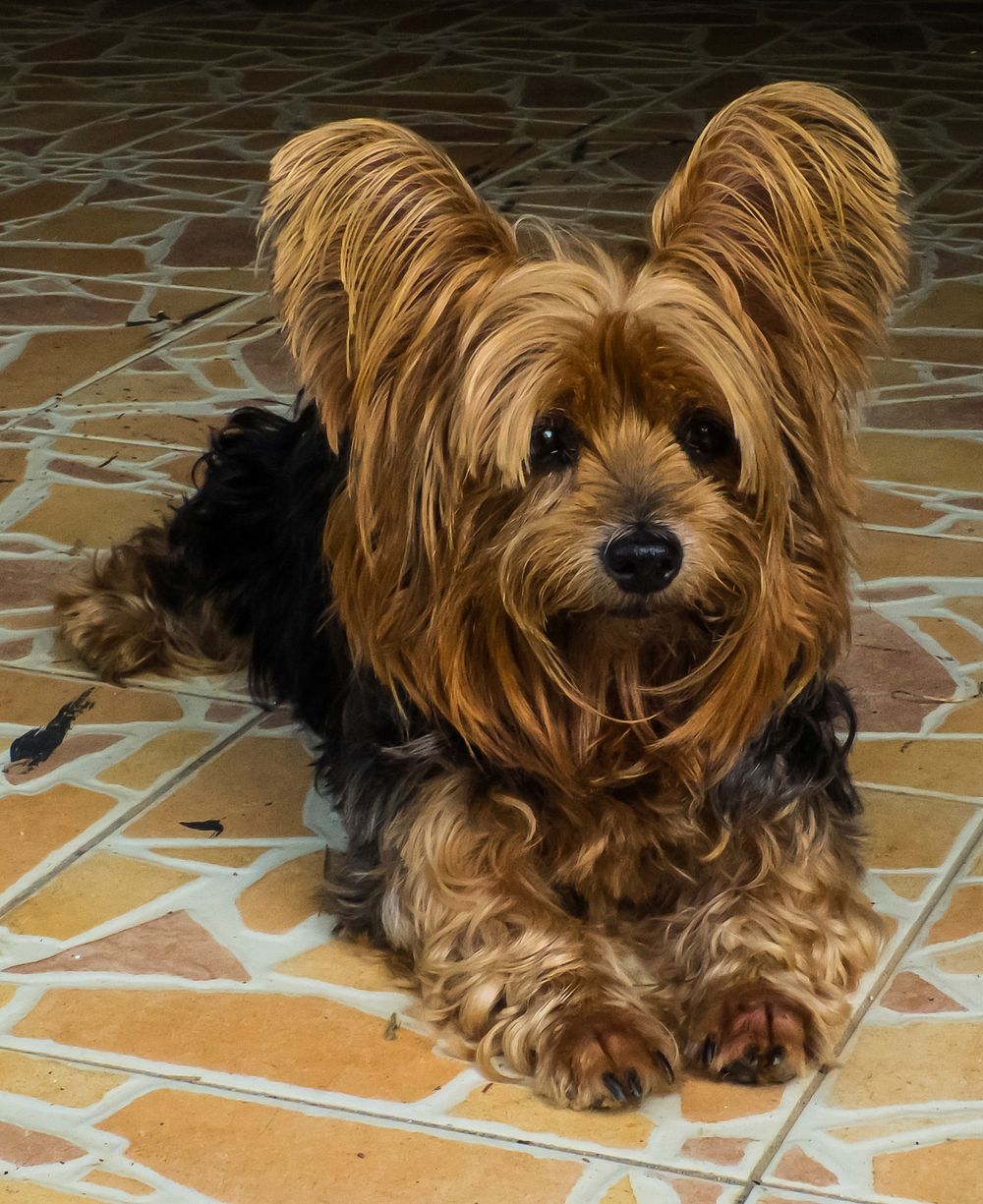Yorkshire terrier sitting on tile floor. Original public domain image from Wikimedia Commons