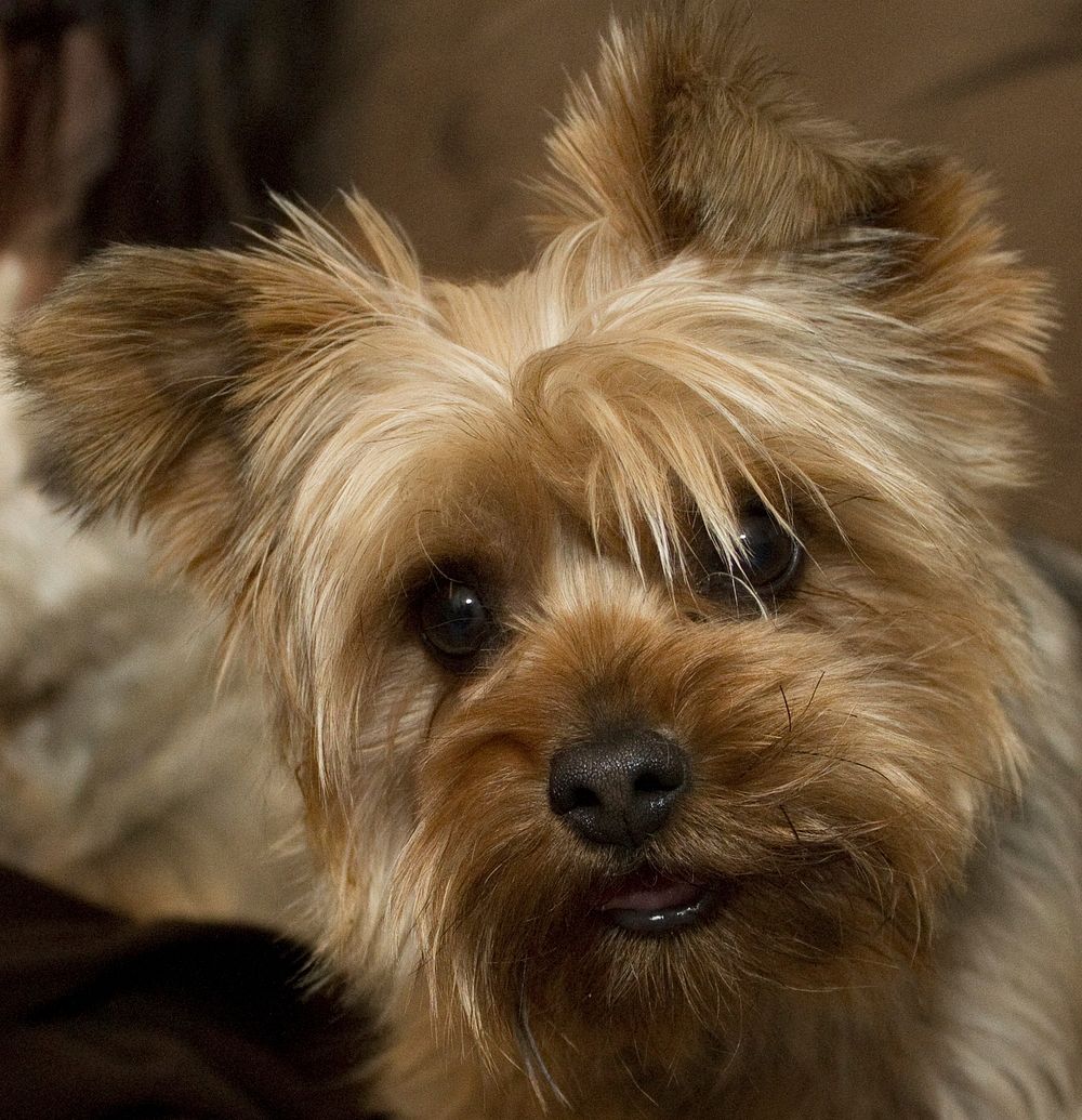 Cute yorkshire terrier's close up face shot. Original public domain image from Wikimedia Commons