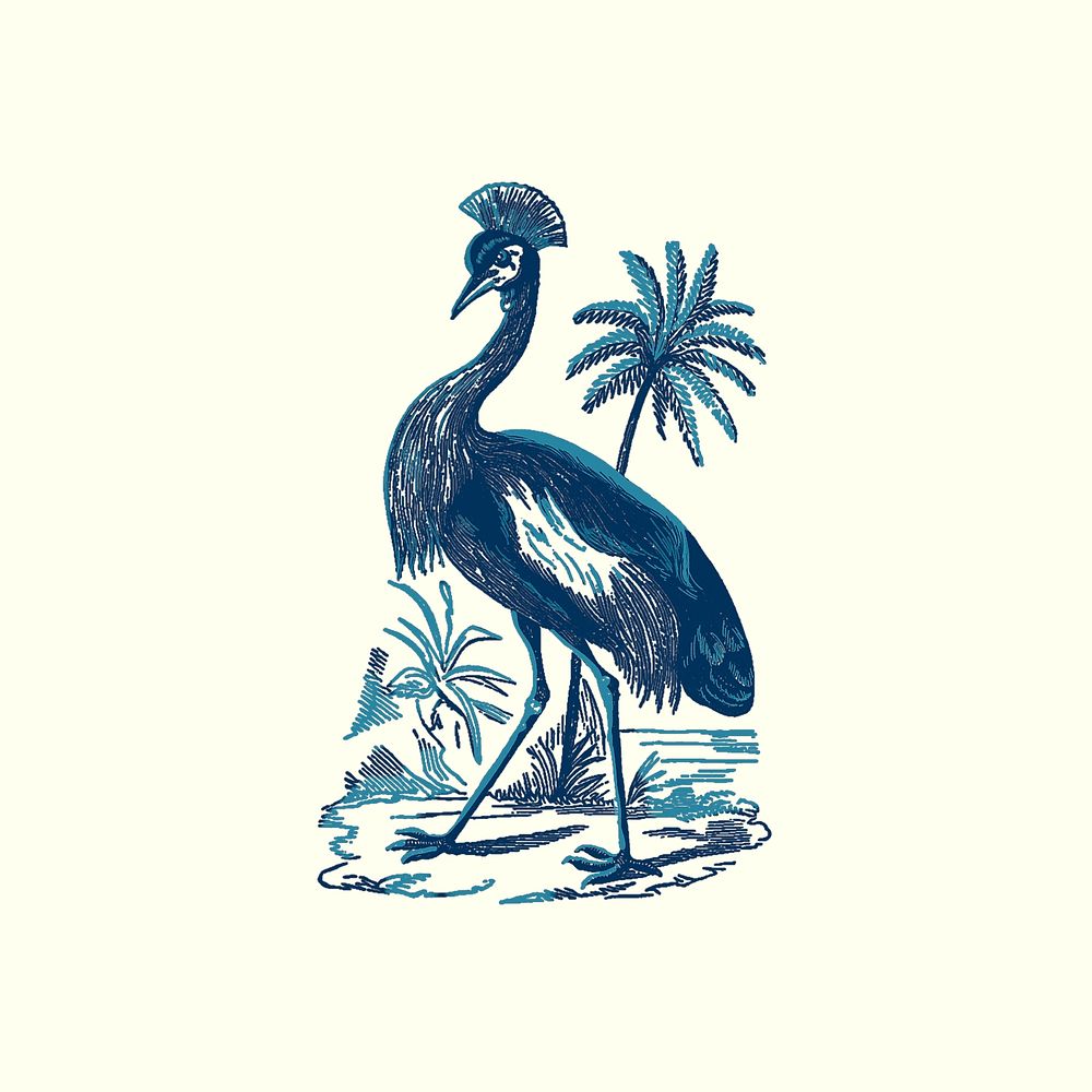 Blue crowned crane psd hand drawn illustration