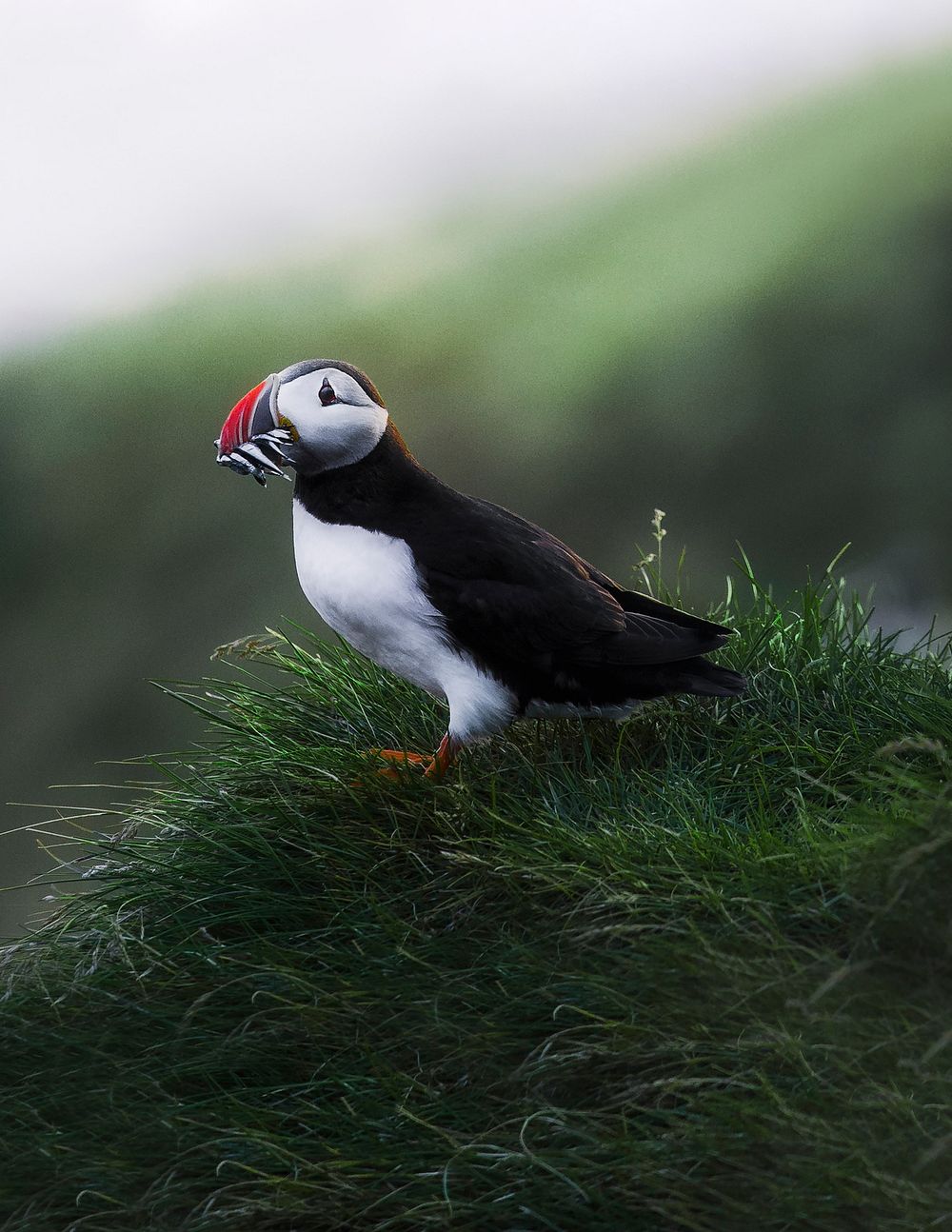 Small puffin bird in green nature