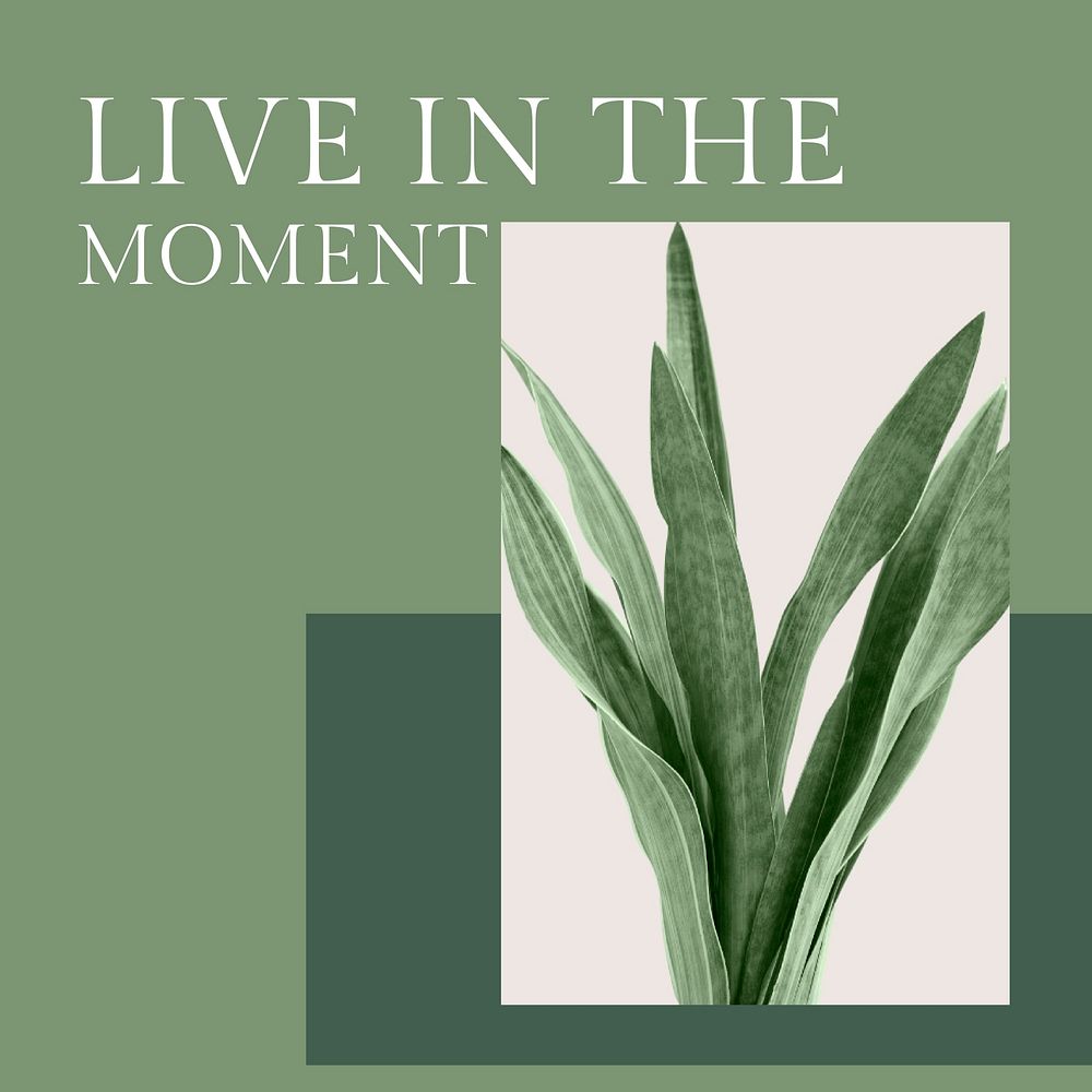 Live in the moment inspirational quote minimal plant social media post