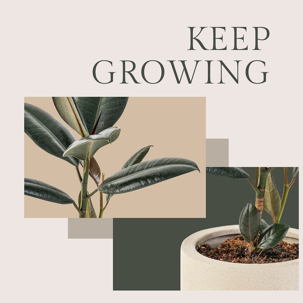 Keep growing botanical template vector with rubber plant social media post in minimal style