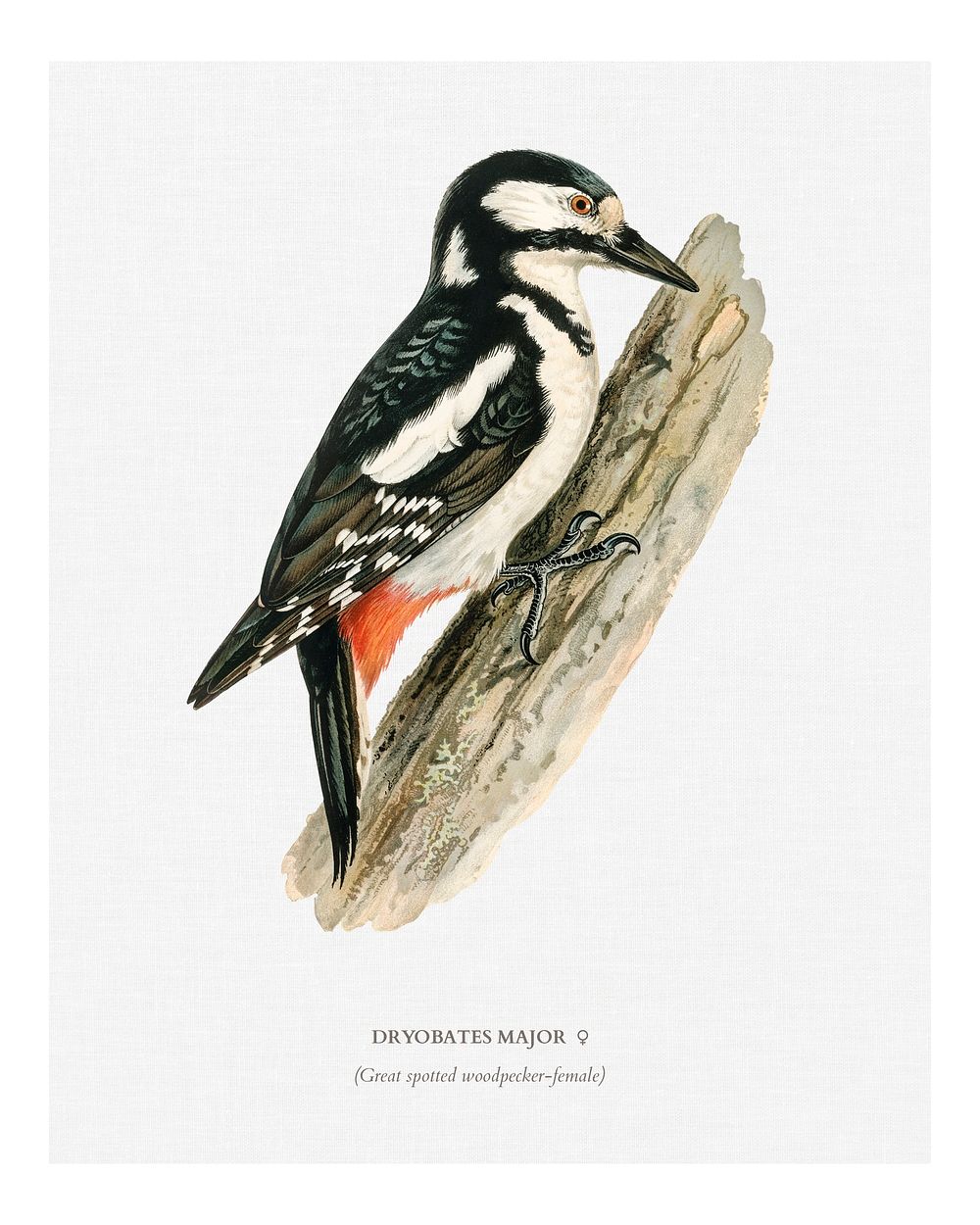 Great spotted woodpecker-female  (Dryobates major) illustration wall art print and poster.