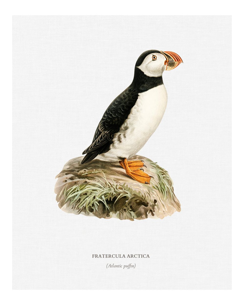 Atlantic puffin (Fratercula arctica) illustration wall art print and poster.