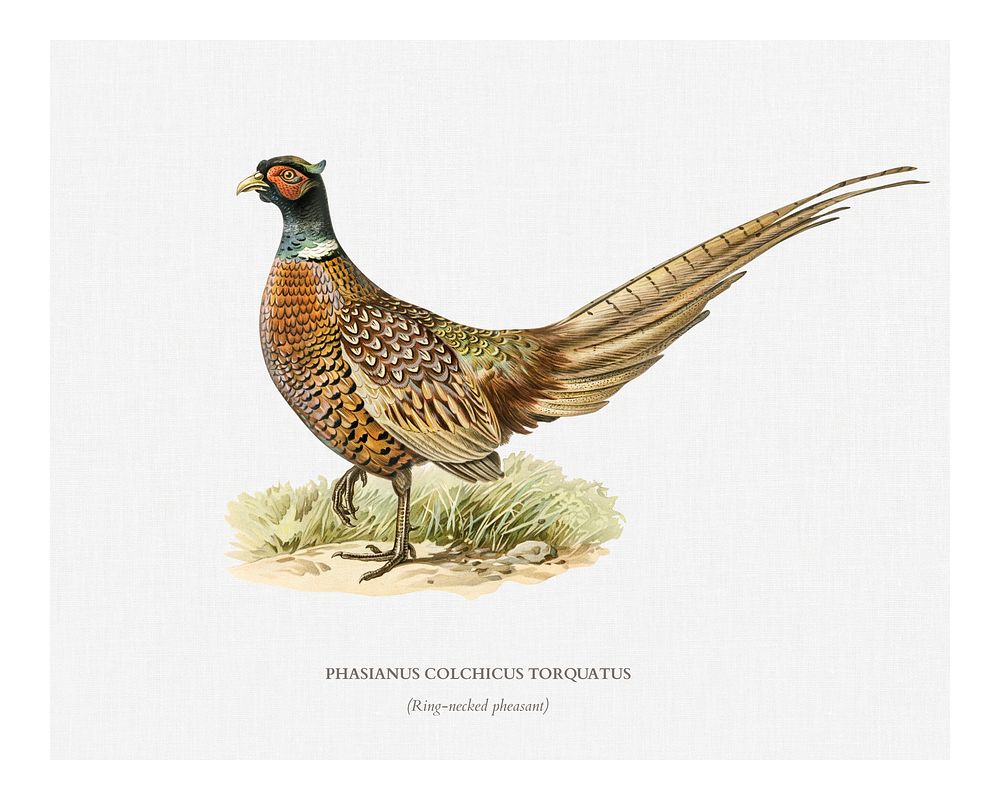 Ring-necked Pheasant (phasianus colchicus torquatus) illustration wall art print and poster.