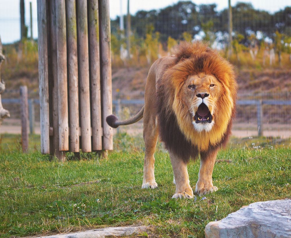 A male lion baring its teeth in an enclosure. Original public domain image from Wikimedia Commons