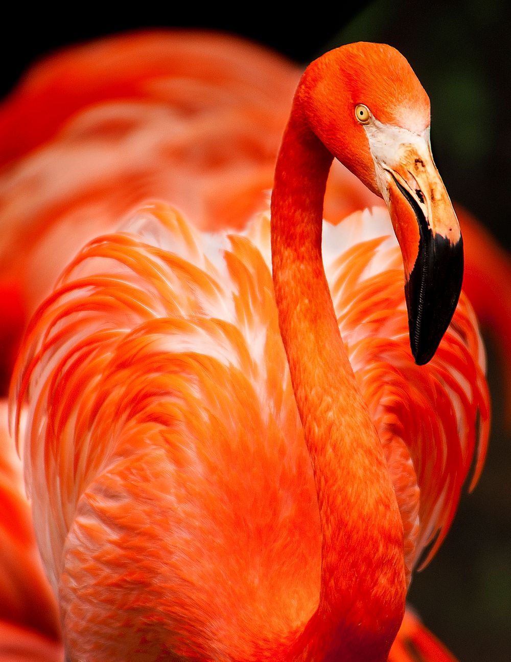 Orange bird. Original public domain image from Wikimedia Commons