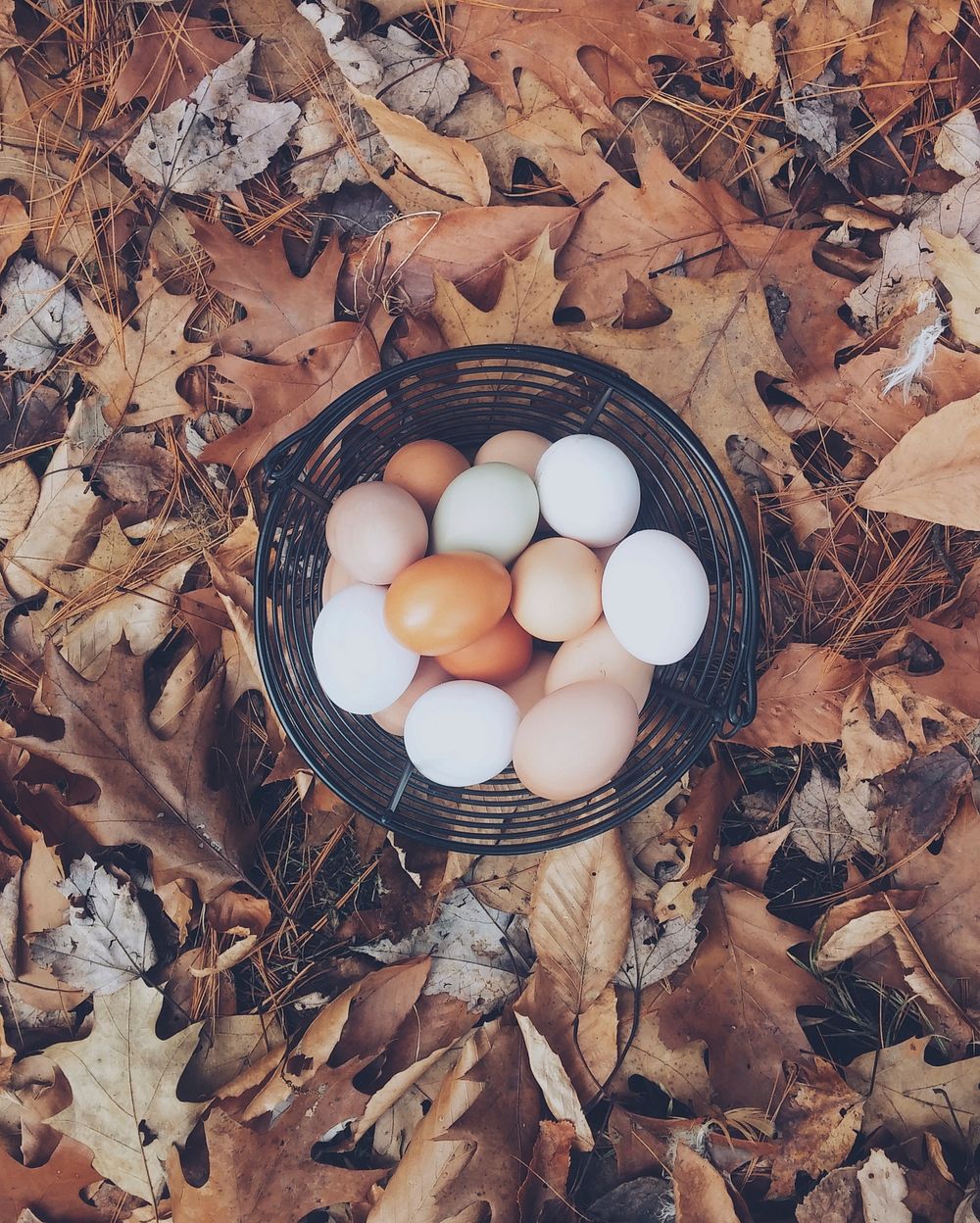 Basket of fresh chicken eggs atop fallen autumn leaves. Original public domain image from Wikimedia Commons