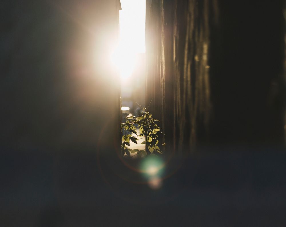 A sun flare in an alley with plants in Los Angeles. Original public domain image from Wikimedia Commons