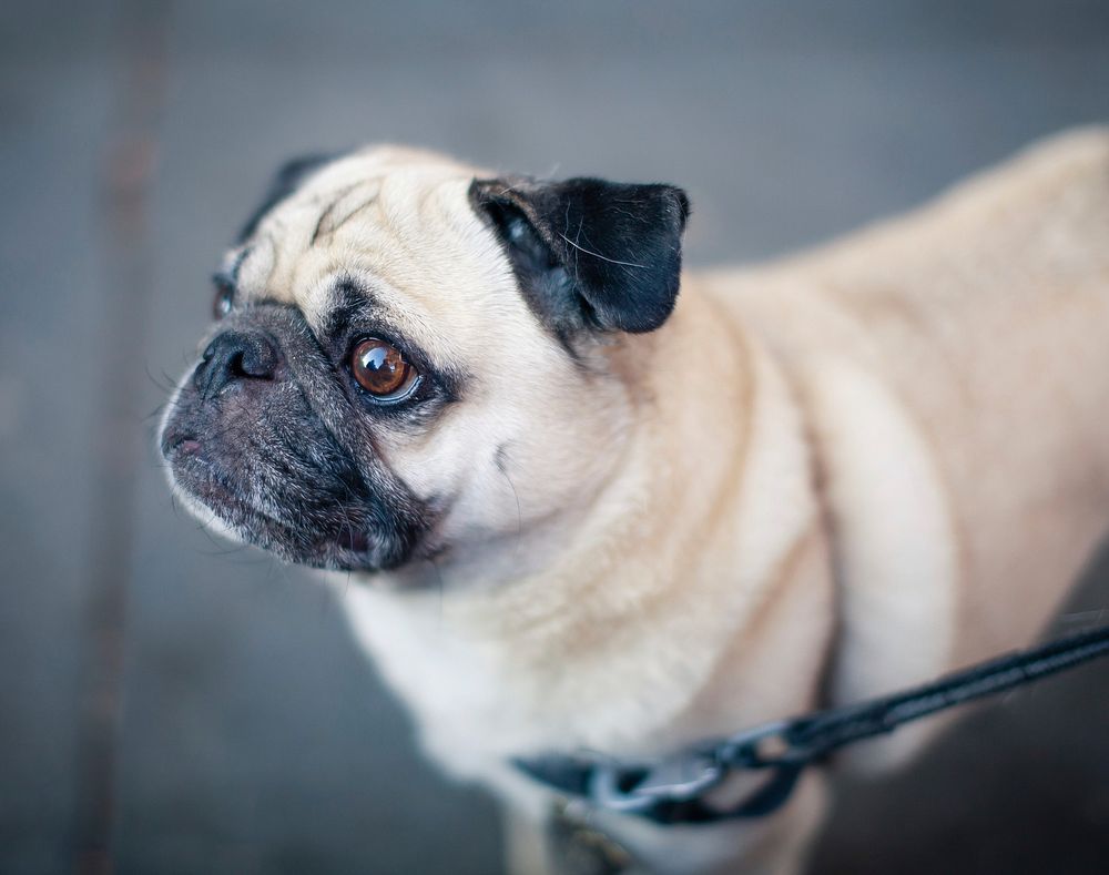 Shallow focus photography of fawn Pug photo. Original public domain image from Wikimedia Commons