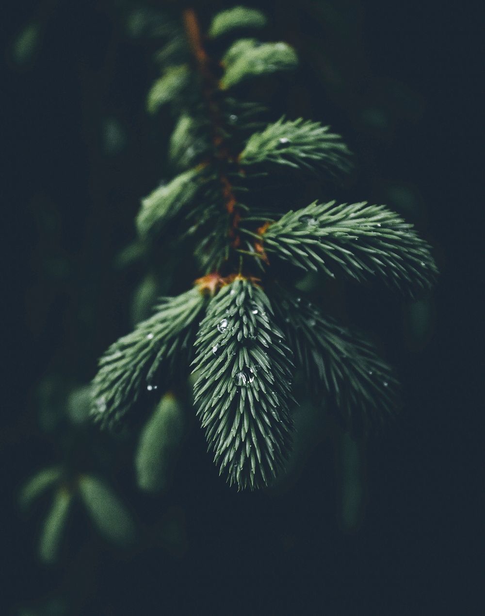 Conifer leaves. Original public domain image from Wikimedia Commons