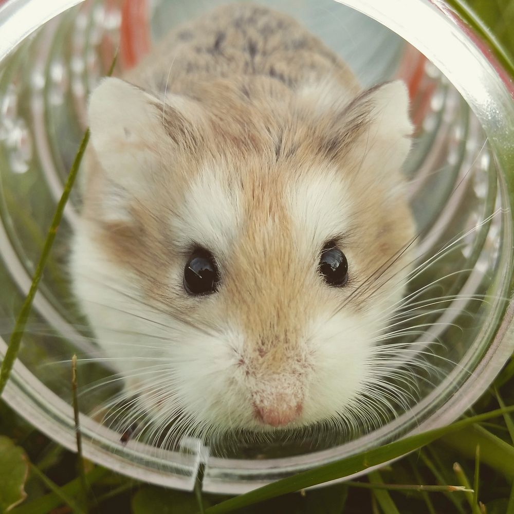 Hamster running on the wheel. Original public domain image from Wikimedia Commons