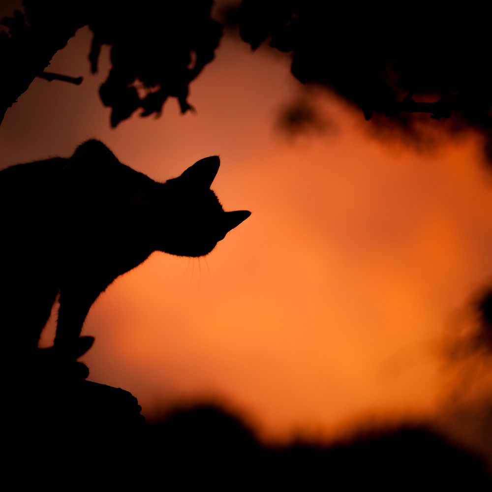 Silhouette shot of cat and tree against orange sky background. Original public domain image from Wikimedia Commons