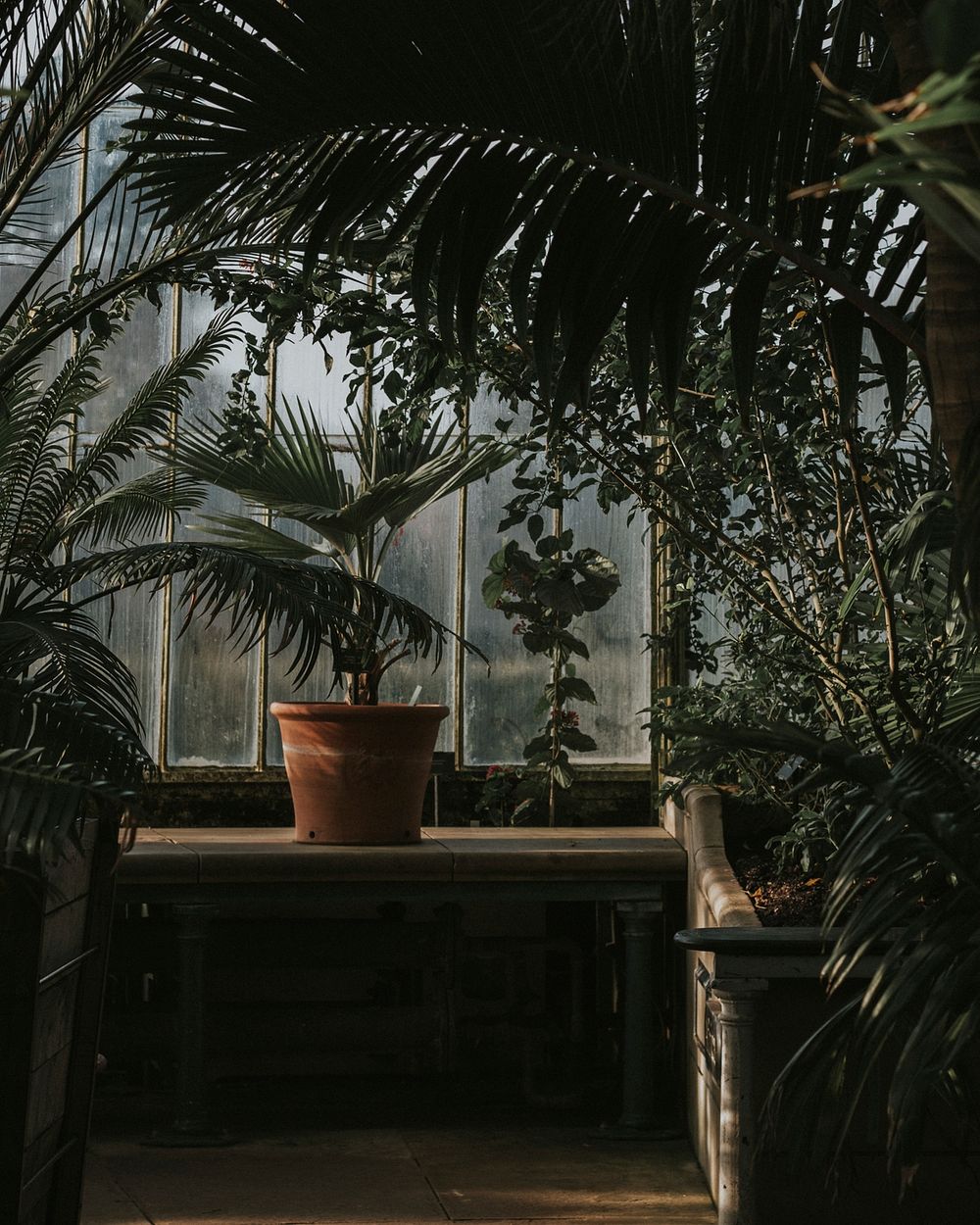 Plants in a greenhouse. Original public domain image from Wikimedia Commons