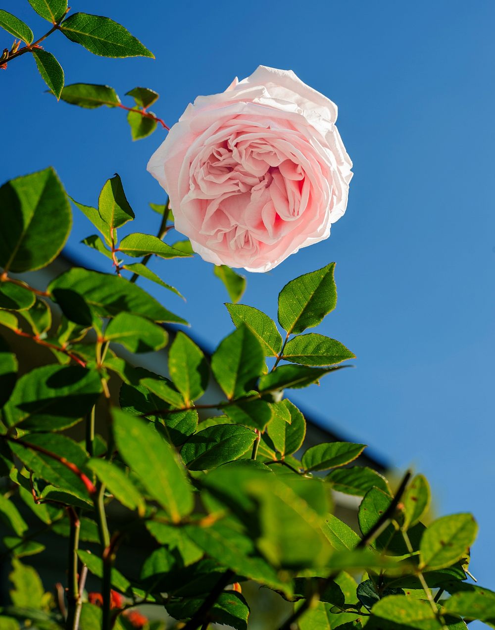 Pink carnation with green leaves and blue sky background. Original public domain image from Wikimedia Commons