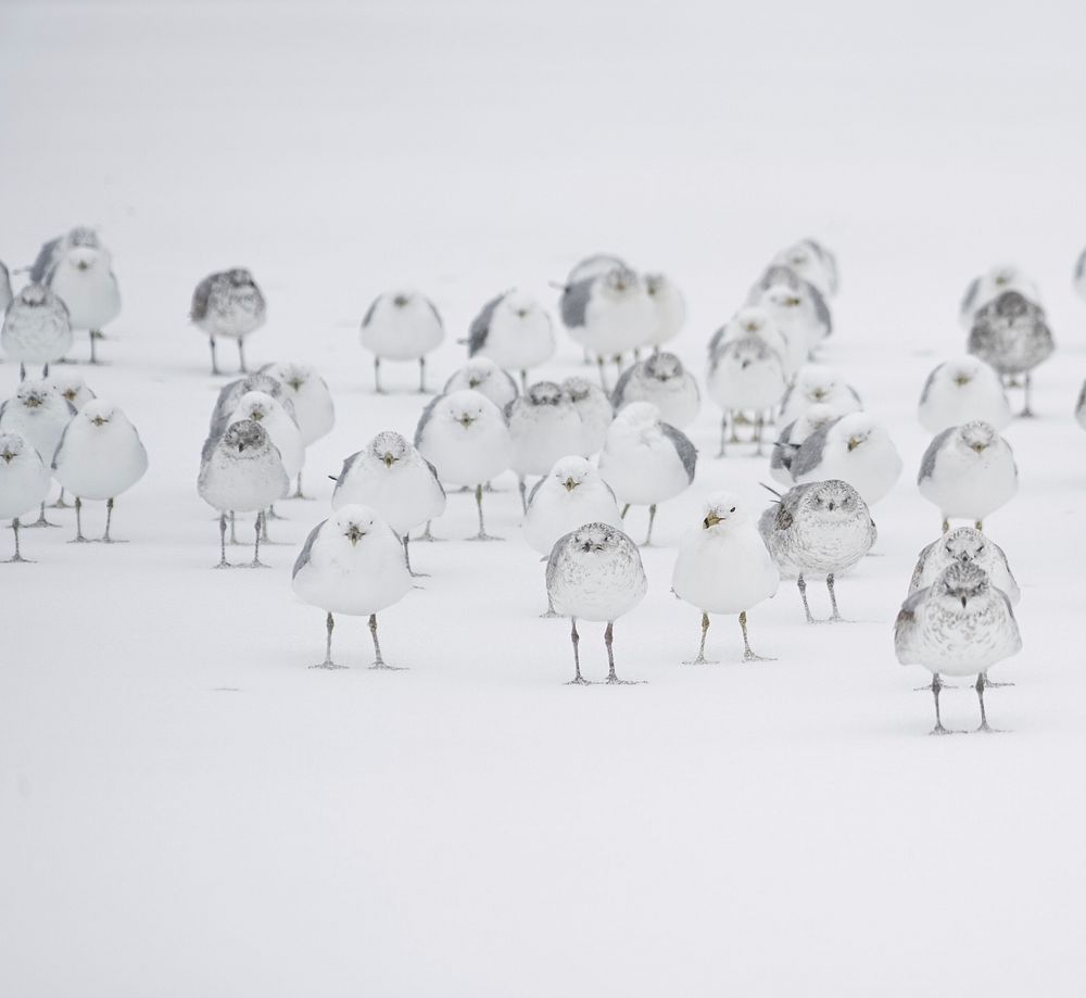 Seagulls in the snow. Original public domain image from Wikimedia Commons