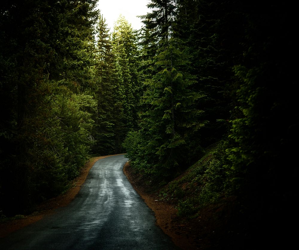 A narrow, forest road surrounded by evergreen trees in Crescent. Original public domain image from Wikimedia Commons