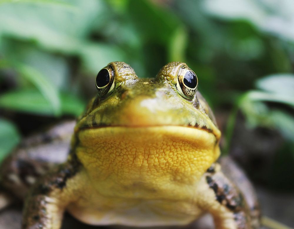 Tree frog. Original public domain image from Wikimedia Commons