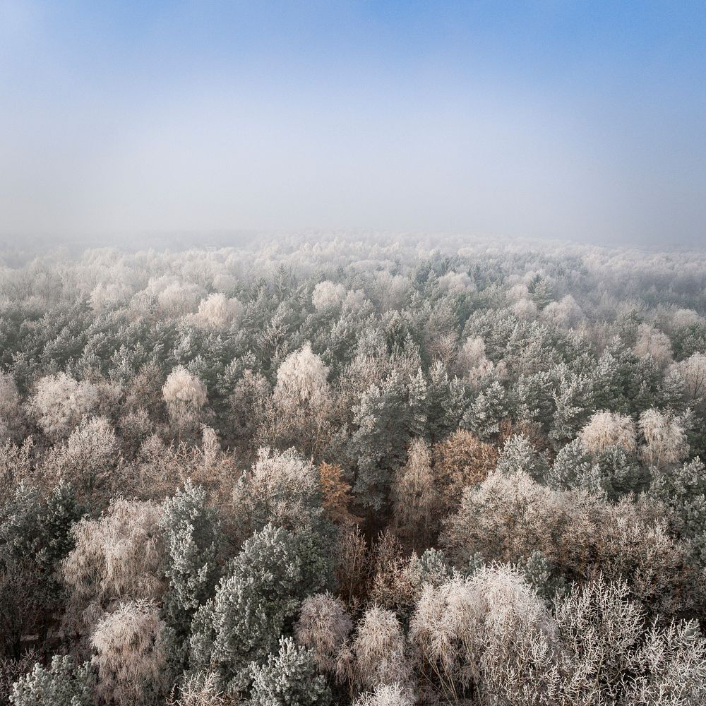 A drone shot of a wintry forest in Poland. Original public domain image from Wikimedia Commons