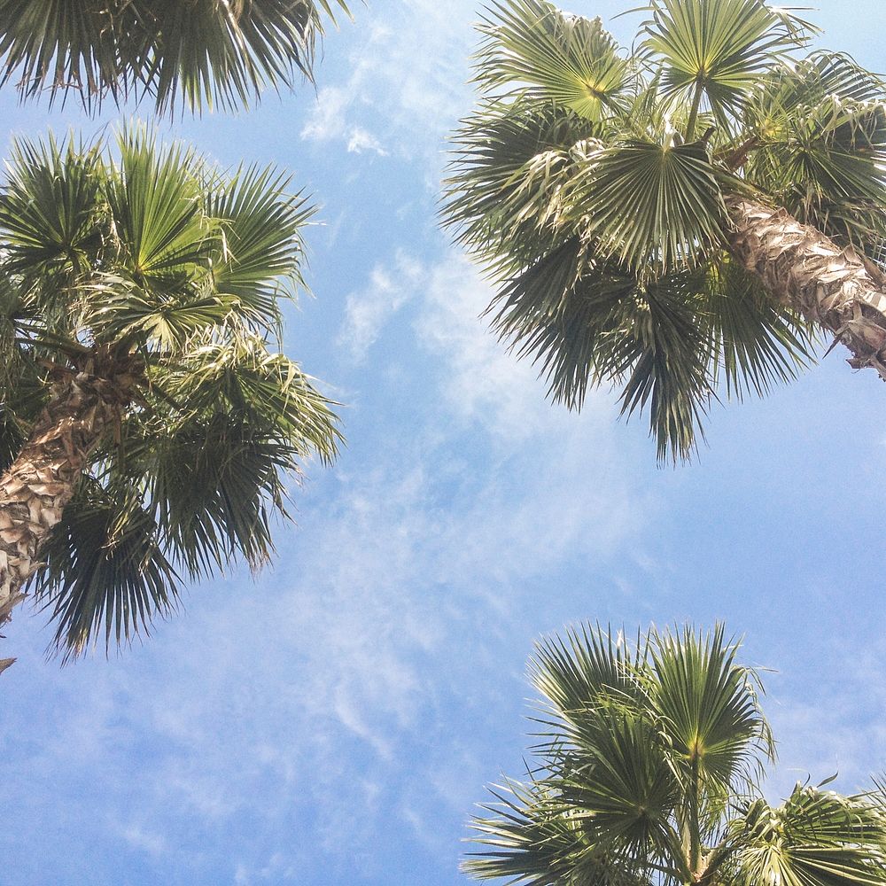 Palm trees. Original public domain image from Wikimedia Commons