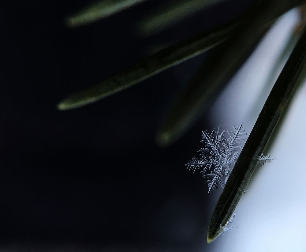 Macro of one snowflake on a pine needle in Flushing, Michigan. Original public domain image from Wikimedia Commons