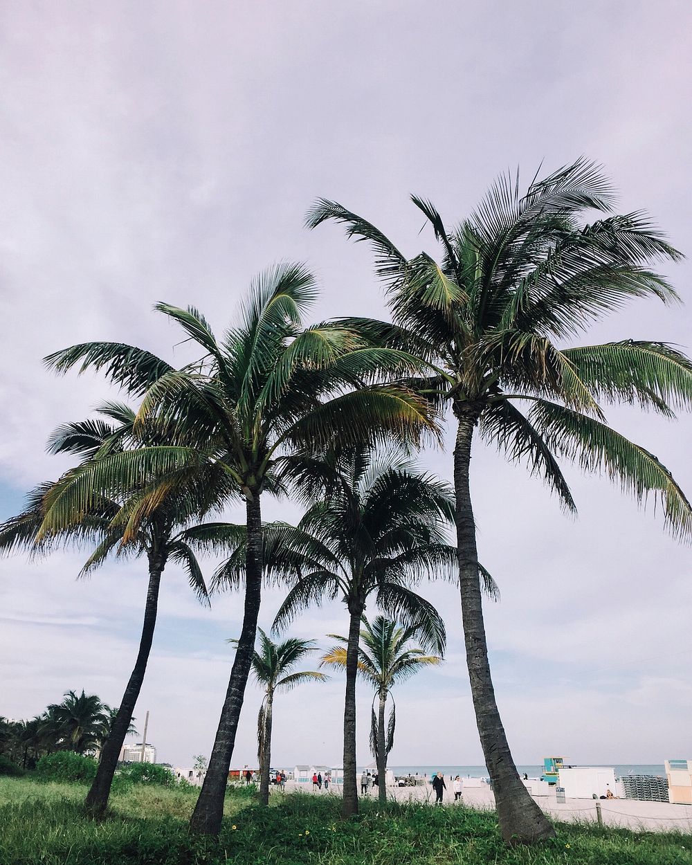 Palm trees on a coastline. Original public domain image from Wikimedia Commons