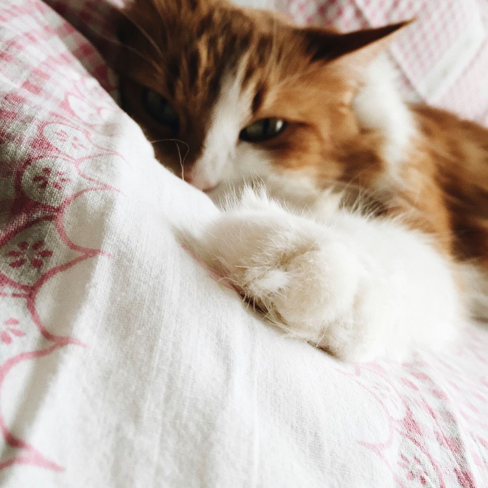 Brown and white cat on sofa. Original public domain image from Wikimedia Commons