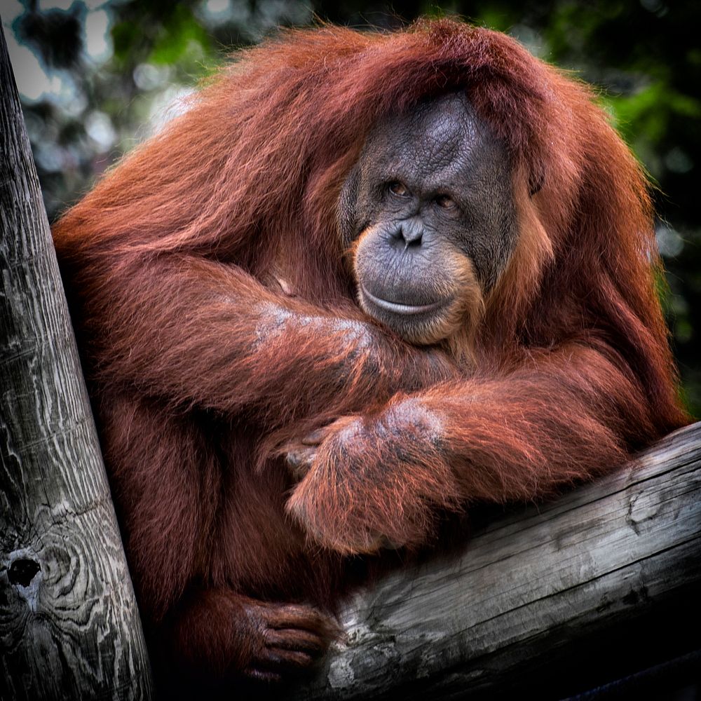 Orangutan balanced up on a tree clutching something at his chest. Original public domain image from Wikimedia Commons