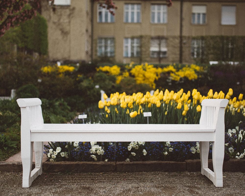 White bench in a garden in front of yellow tulip beds in a park. Original public domain image from Wikimedia Commons