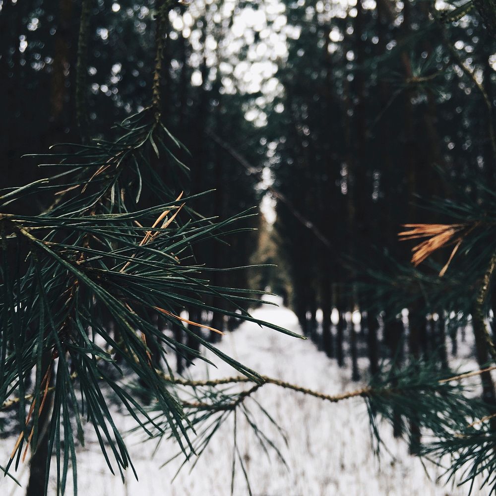 Forest during winter. Original public domain image from Wikimedia Commons