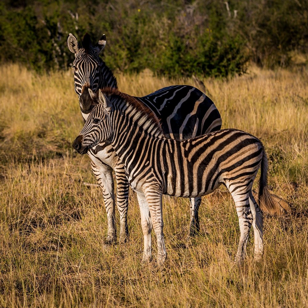 Madikwe Game Reserve, Madikwe, South Africa. Original public domain image from Wikimedia Commons