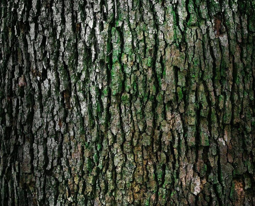 Wood texture background. Original public domain image from Wikimedia Commons