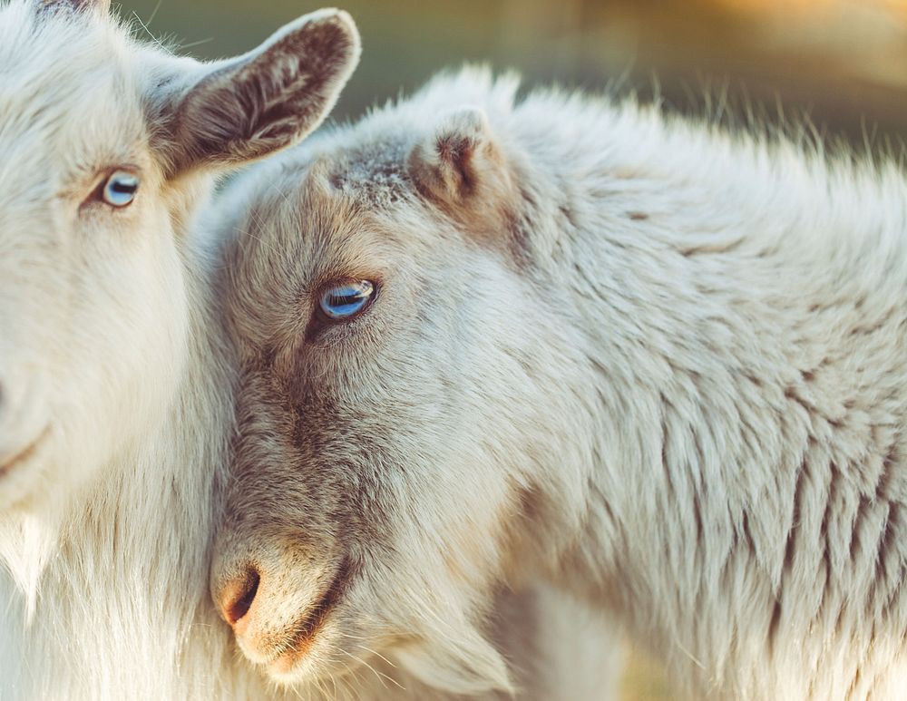 Two white mountain goats. Original public domain image from Wikimedia Commons