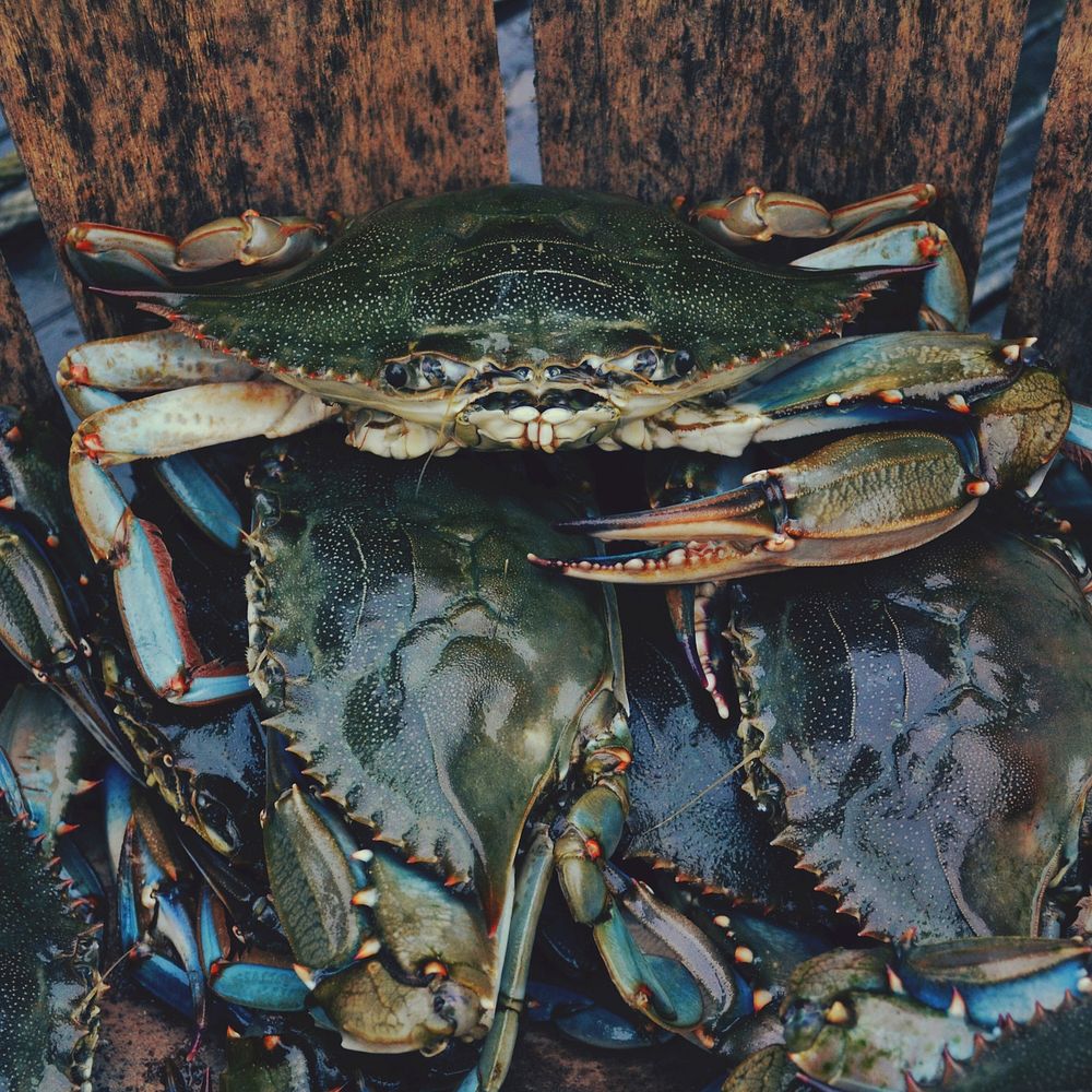 Freshly caught crabs. Original public domain image from Wikimedia Commons