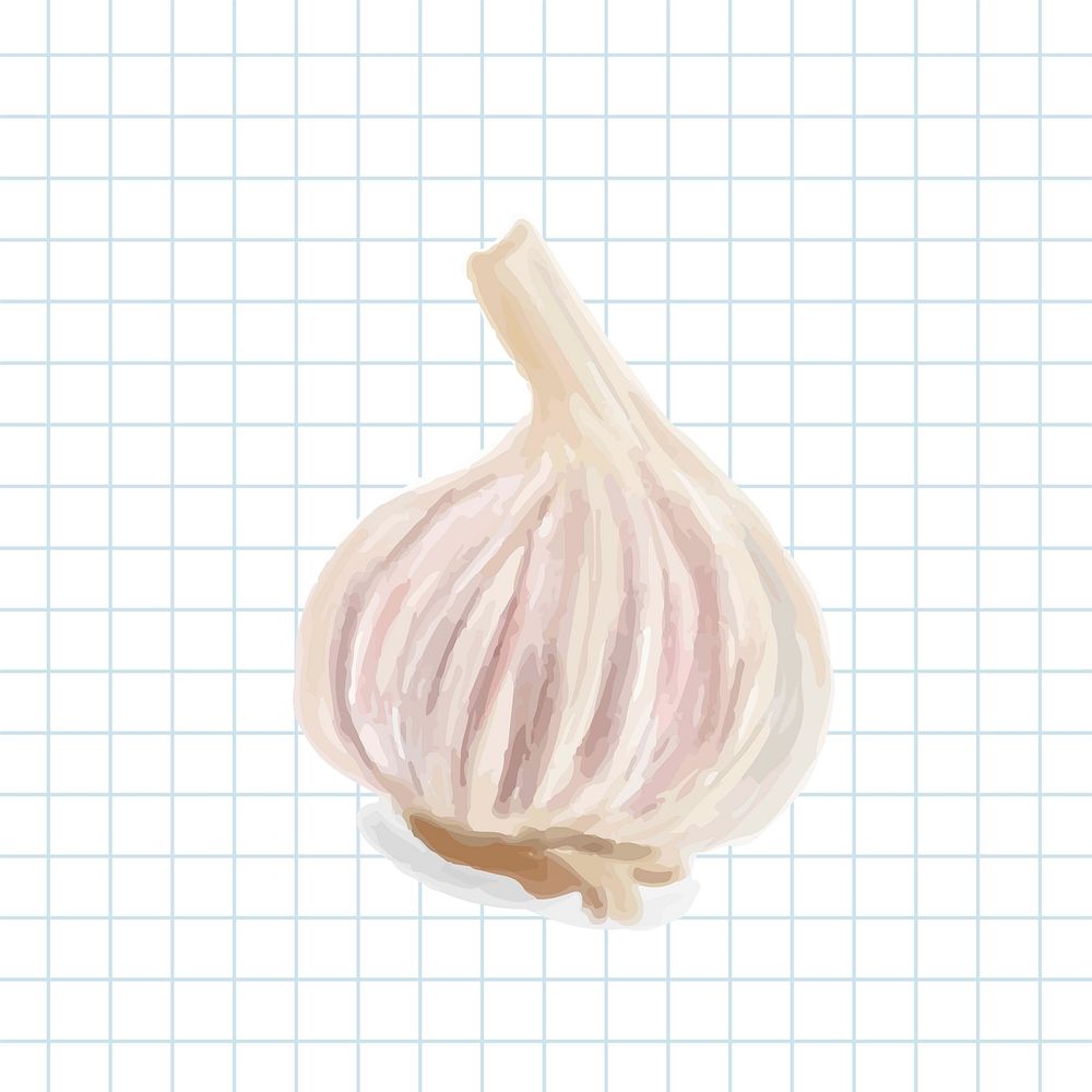Hand drawn garlic watercolor style