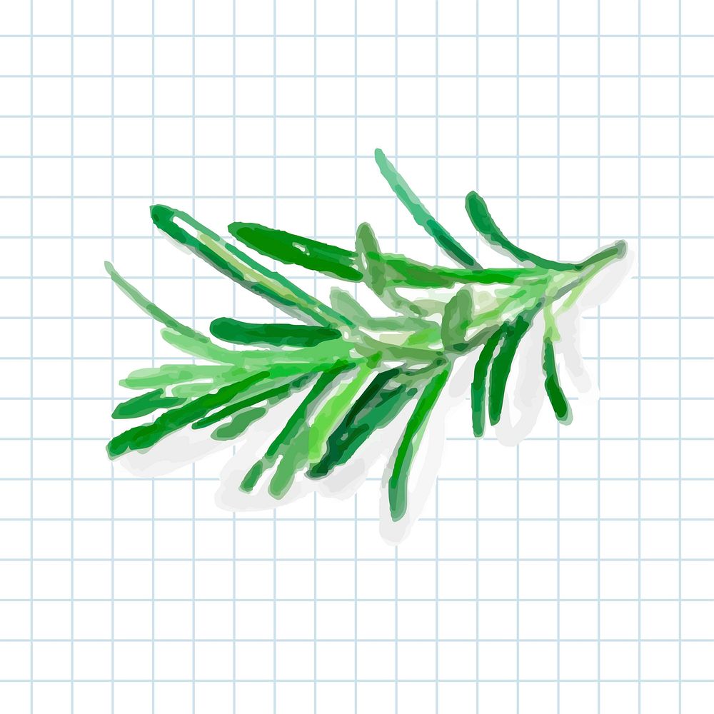 Hand drawn rosemary watercolor style