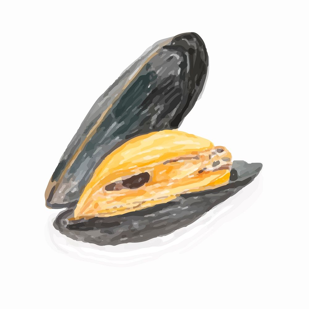Hand drawn mussel watercolor style